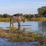 African Elephant (Loxodonta african)