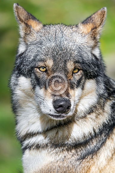 Wolf portrait Wolf portrait
