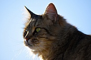 Domestic Longhair Cat