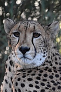 Cheetahs close up