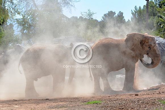 Elephant Dust Bath