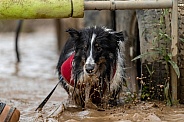 Sheltie dog in muddy water splashing