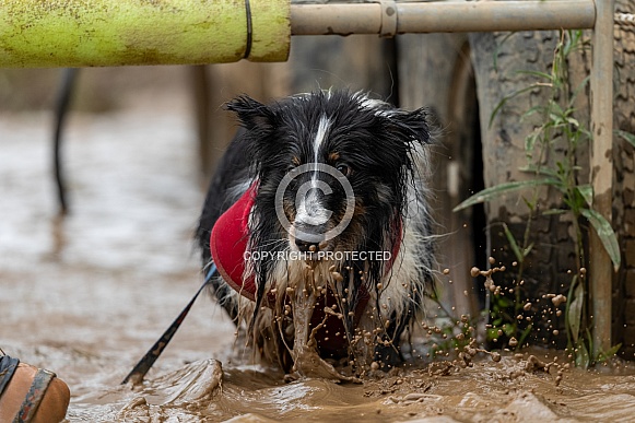 Sheltie dog in muddy water splashing