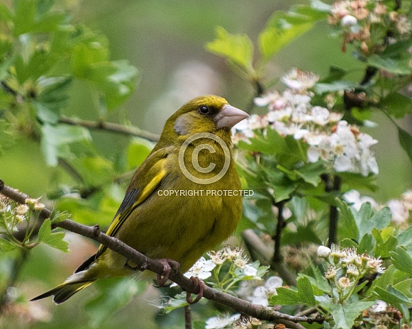 Greenfinch male