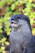 Asian small-clawed otter (Aonyx cinereus)