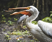 American White Pelican Eating