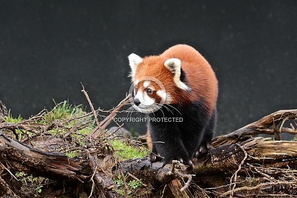 Red Panda Red Panda