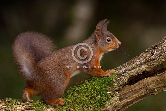 Red Squirrel Red Squirrel