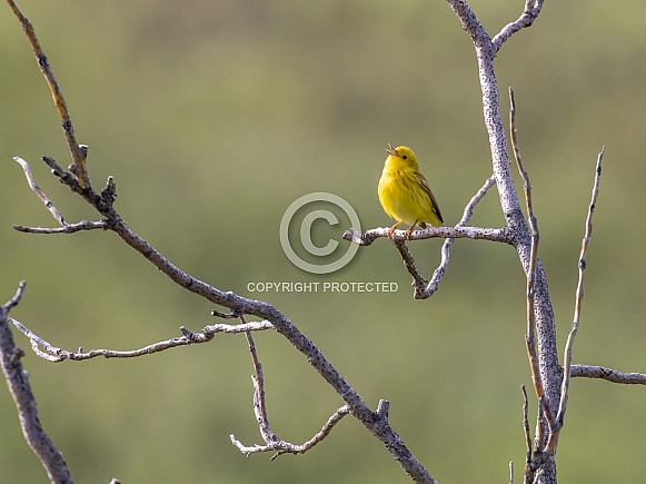Yellow Warbler Singing for a Mate