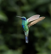 Sparkling Violetear Hummingbird in Ecuador