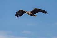 White tailed eagle or European Eagle