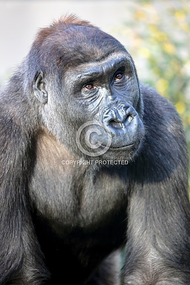 Western Lowland Gorilla (gorilla gorilla gorilla) Western Lowland Gorilla (gorilla gorilla gorilla)