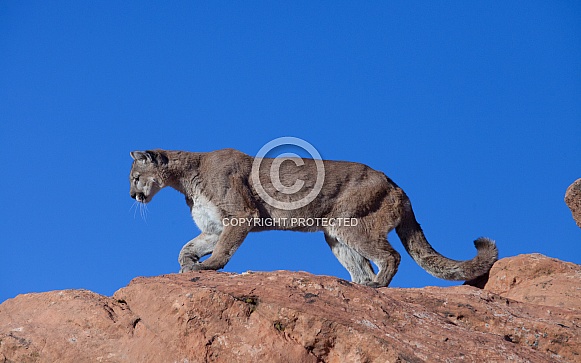 Mountain lion, cougar, puma concolor Mountain lion, cougar, puma concolor
