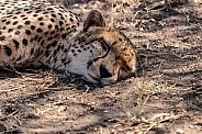Cheetah on ground