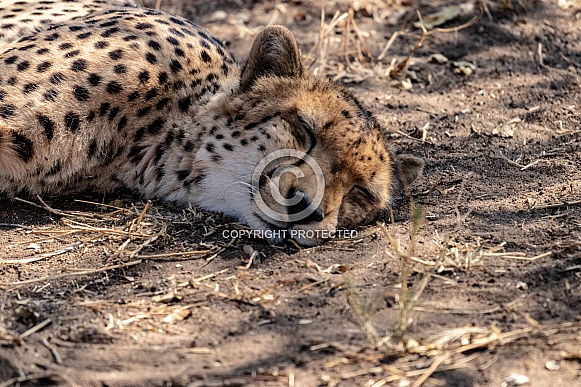Cheetah on ground
