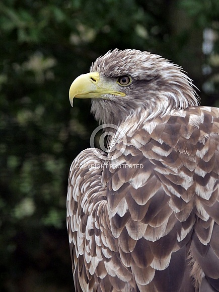 European Sea Eagle European Sea Eagle