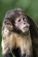 golden-bellied capuchin (Sapajus xanthosternos)