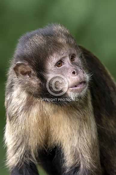 golden-bellied capuchin (Sapajus xanthosternos)