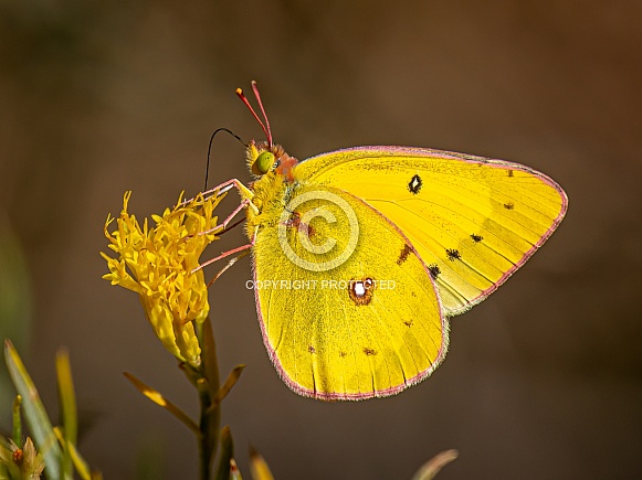 Orange Sulphur Orange Sulphur