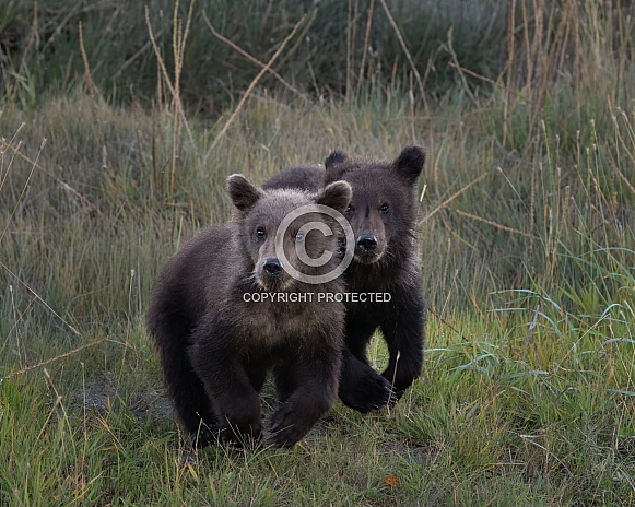 Two bear cubs in the grass Two bear cubs in the grass