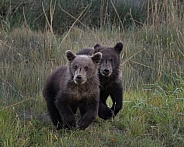 Two bear cubs in the grass