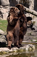 Kamtschatka Bears