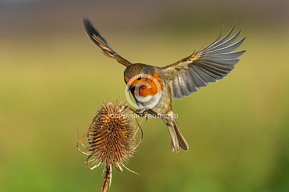 Hovering Robin Hovering Robin