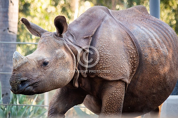 Javan Rhinoceros