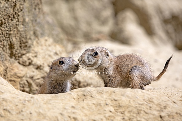Black Tailed Prairie Dog Black Tailed Prairie Dog
