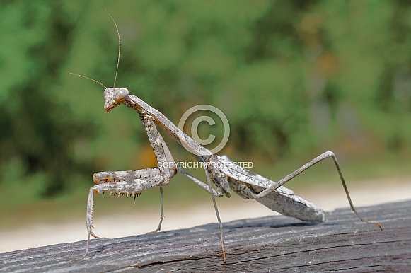 Large grey female carolina mantis - Stagmomantis carolina