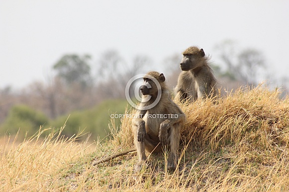 Baboons