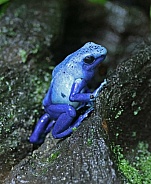 Blue poison dart Frog