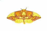 Imperial moth - Eacles imperialis - a very large yellow red orange brown purple colored giant silk moth with high variation in colors.  Isolated on white background top dorsal view