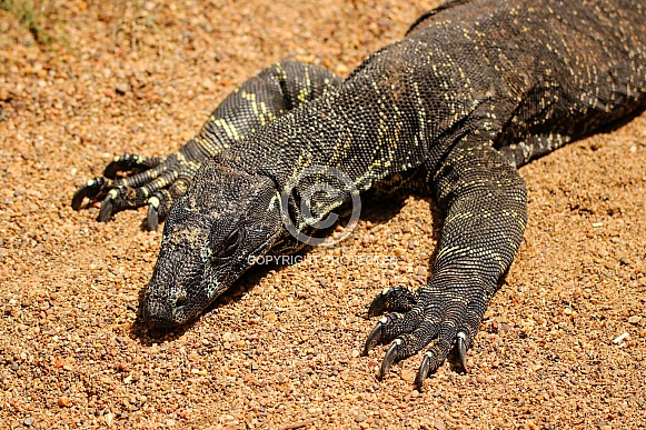 Lace Monitor Lizard