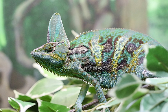 Panther Chameleon
