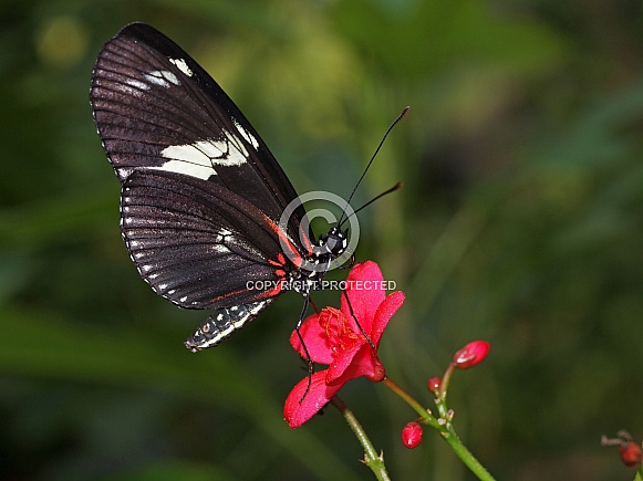 Doris longwing (Heliconius doris)