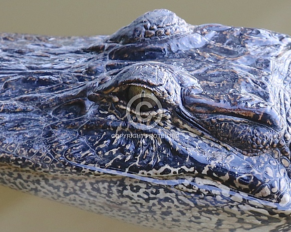 American Alligator