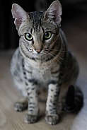 Savannah cat Gaia