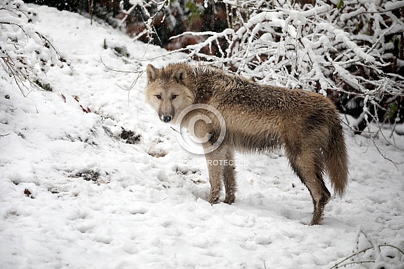 Hudson Bay Wolf (Canis lupus hudsonicus) Hudson Bay Wolf (Canis lupus hudsonicus)