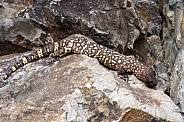 Rio Fuerte Beaded Lizard