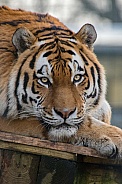 Siberian/Amur Tiger (Panthera Tigris Altaica)