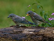 Fledgling Eastern Bluebirds