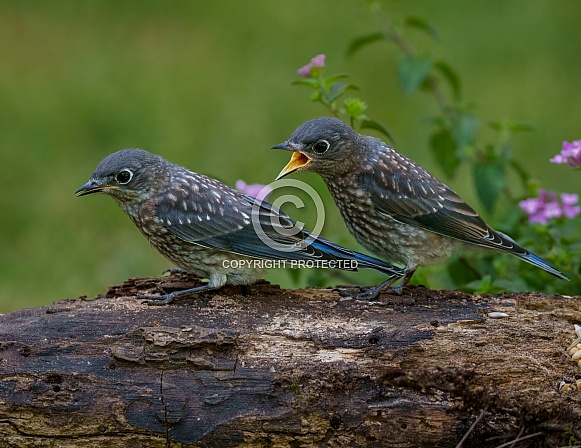 Fledgling Eastern Bluebirds