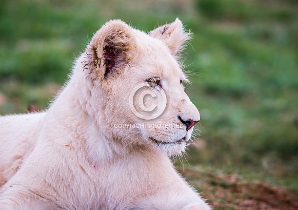 White Lion White Lion