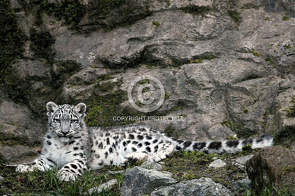 Snow Leopard