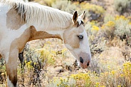 Wild Horses