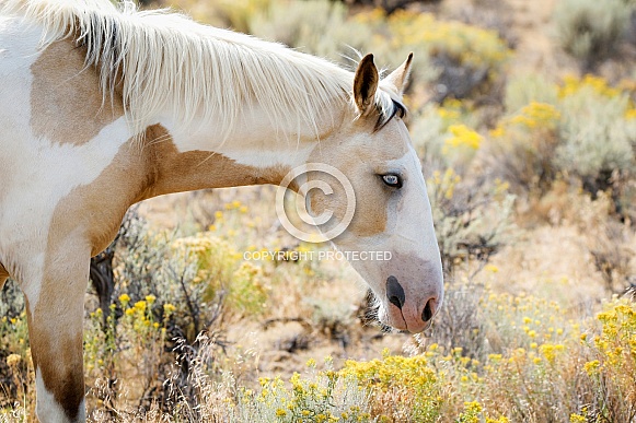 Wild Horses