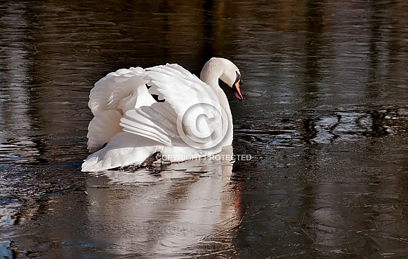 Mute Swan Mute Swan