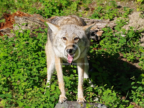 Coyote Coyote