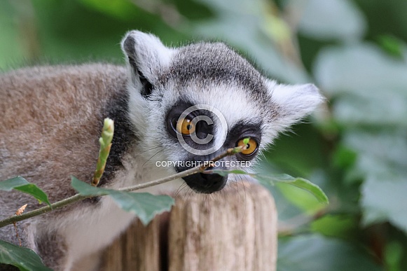 Ring-tailed lemur (lemur catta)